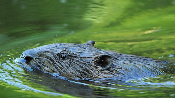 swimming beaver