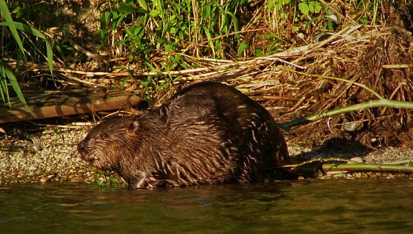 beaver